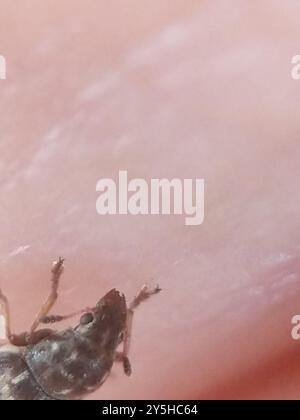 Fungus Weevils (Anthribidae) Insecta Stock Photo - Alamy