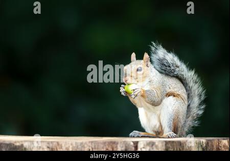 Portrait of a grey squirrel eating acorn on a tree stump in autumn, UK. Stock Photo