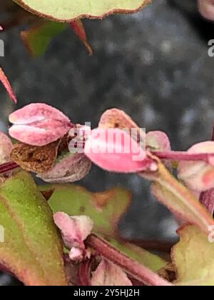 Black-bindweed (Fallopia convolvulus) Plantae Stock Photo - Alamy