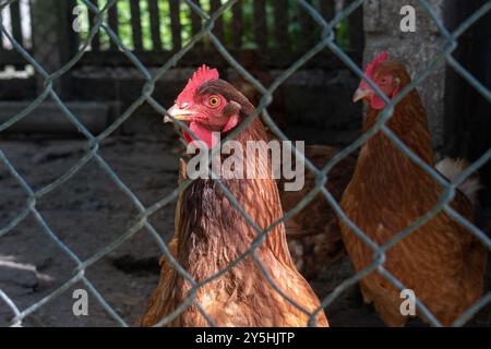 Hen trapped in hen coop behind wired fence, head and hackle closeup Stock Photo