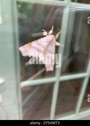 Angel Moth (Olceclostera angelica) Insecta Stock Photo - Alamy