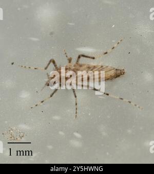(Chaoborus punctipennis) Insecta Stock Photo - Alamy