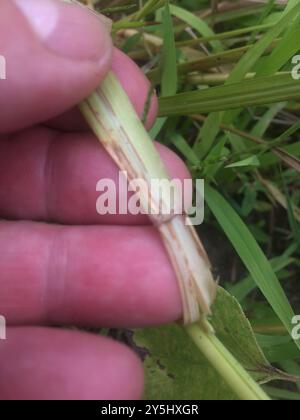 redtop panicgrass (Coleataenia rigidula) Plantae Stock Photo - Alamy