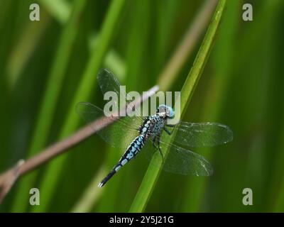 Grizzled Pintail (Acisoma panorpoides), Insecta, 7MXF+H82, Chamundi ...