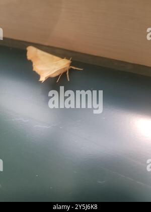 Maple Spanworm Moth (Ennomos magnaria) Insecta Stock Photo