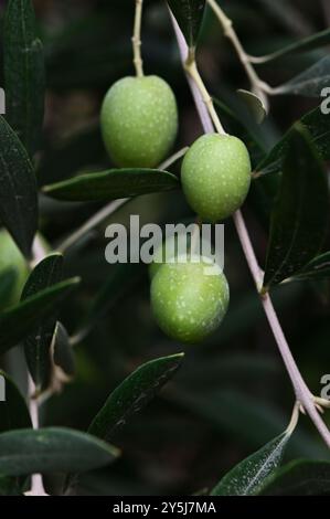 Green olives growing on tree branch in sunlight Stock Photo