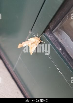 Maple Spanworm Moth (Ennomos magnaria) Insecta Stock Photo