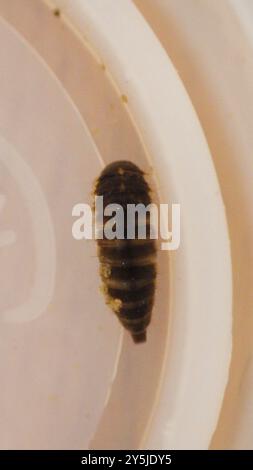 Marsh Beetles (Scirtidae) Insecta Stock Photo - Alamy