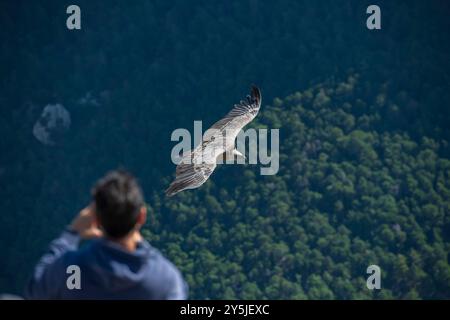 A person photographs a griffon vulture flying right in front of him in Verdon National Park, showcasing the park's wildlife beauty Stock Photo
