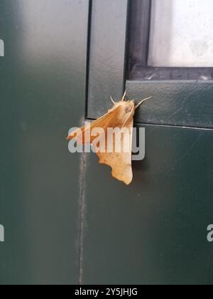 Maple Spanworm Moth (Ennomos magnaria) Insecta Stock Photo