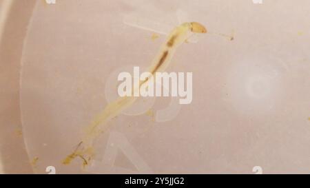 Tanypods (Tanypodinae) Insecta Stock Photo - Alamy