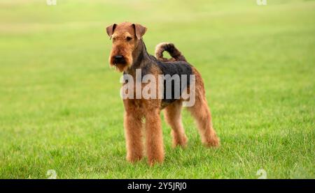 Airedale Terrier standing on grass Stock Photo