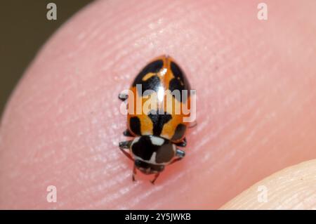Parenthesis Lady Beetle (Hippodamia parenthesis) Insecta Stock Photo ...