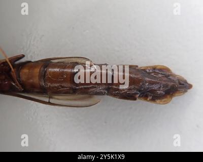 Timbu Insect Ship-timber Beetles (Atractocerus) Insecta Stock Photo - Alamy