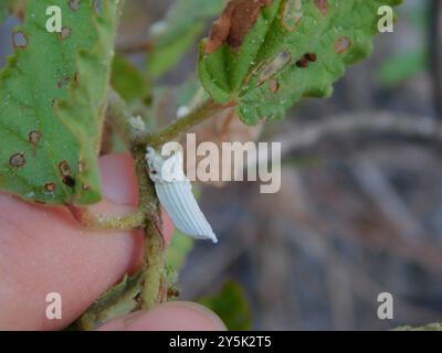 Genista's Giant Scale Insect (Crypticerya genistae) Insecta Stock Photo ...