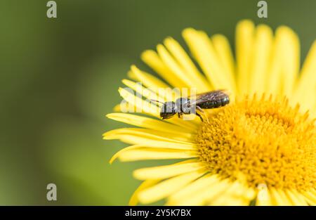 Little Blue Carpenter Bee (Ceratina cyanea) on Fleabane flower at Chobham Common, Surrey Stock Photo