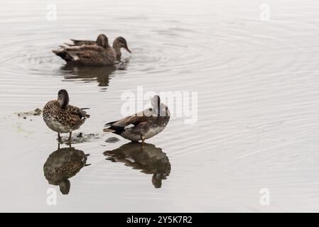 Preening Gadwall (Mareca strepera) at Rye Meads, Herts Stock Photo