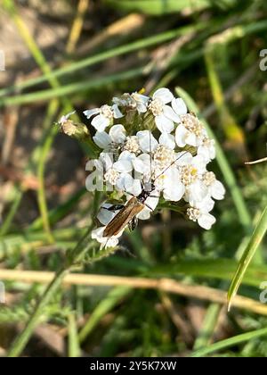 (Oedemera femorata) Insecta Stock Photo - Alamy