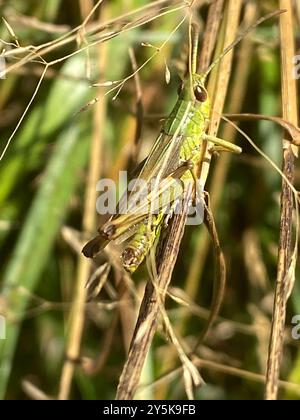 Meadow Grasshopper (Pseudochorthippus parallelus) Insecta Stock Photo ...