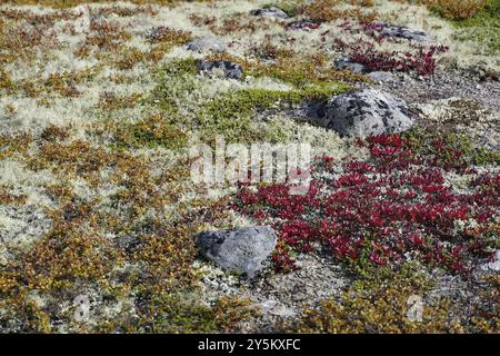 Close-up of autumn vegetation with colourful shrubs and stones in a natural environment, mosses and lichens, Snoehetta, Hjerkinn, Dovrefjell-Sunndalsf Stock Photo
