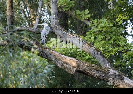Grey heron sitting on a tree, Stadtpark Rotehorn, Magdeburg, Saxony-Anhalt, Germany, Europe Stock Photo