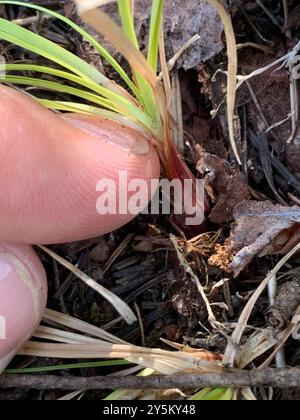 Long-rhizomed Sedge (Carex inops inops) Plantae Stock Photo - Alamy