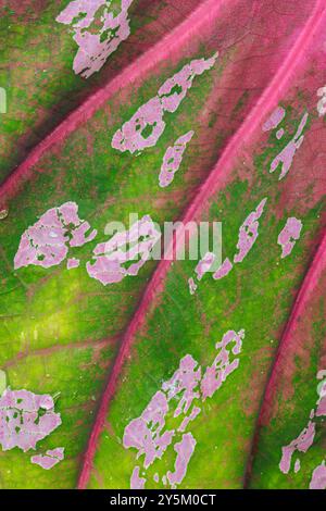 A leaf with a green stem and pink veins. The veins are very thin and the leaf is very large Stock Photo