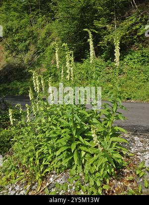 Gelber Fingerhut, Digitalis lutea, small yellow foxglove, yewllow foxglove, straw foxglove Stock Photo