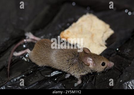 A mouse caught in mouse or rat glue applied to a black plastic bag. Stock Photo