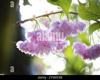 Cherry blossoms Stock Photo