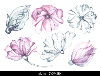 A set with delicate pink and white flowers. The transparent petals of the flower are made in watercolor. The illustrations are made by hand. For the d Stock Photo
