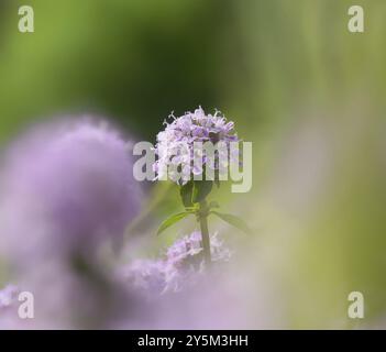 Sand thyme Stock Photo