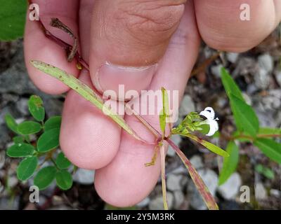 diamond-flowers (Stenaria nigricans) Plantae Stock Photo