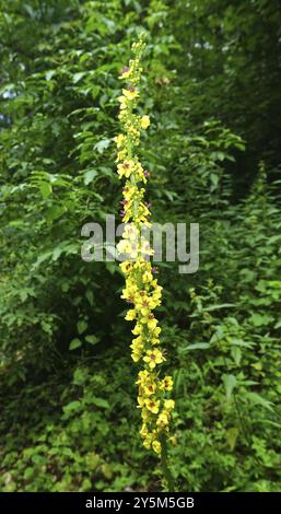 Black mullein, Verbascum nigrum, dark mullein, black mullein, dark mullein Stock Photo