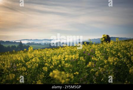 August morning Stock Photo