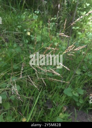 redtop panicgrass (Coleataenia rigidula) Plantae Stock Photo - Alamy