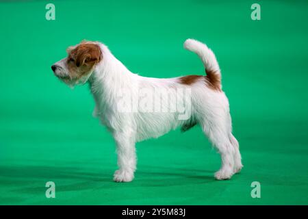 Jack Russell Terrier at a dog show Stock Photo