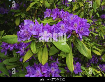 Rhododendron, flower close-up Stock Photo