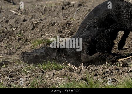 Black Labrador Stock Photo