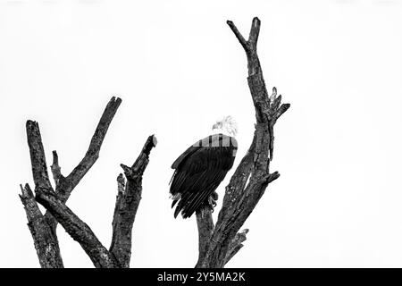 A majestic bald eagle perched on a barren branch of a leafless tree, set against a stark white background, emphasizing the bird's powerful presence an Stock Photo