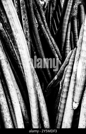 A close-up black and white photograph showing the complex textures and patterns of tree bark, emphasizing the intricate details and natural beauty of Stock Photo