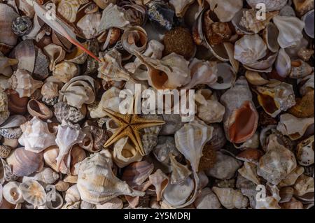 Close up of various Mediterranean shells scattered on table Stock Photo