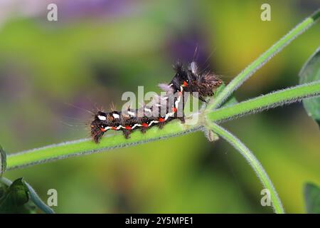 Knot-grass caterpillar, Acronicta rumicis, insect eating leaves of mint, herbs in the garden. A pest of cultivated plants. Stock Photo