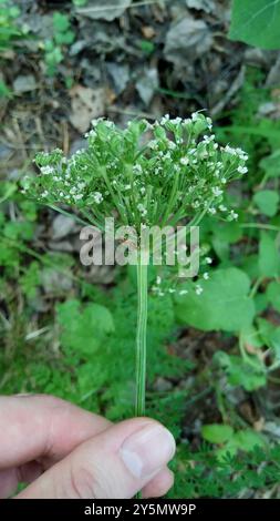 Cambridge Milk-parsley (Selinum carvifolia) Plantae Stock Photo