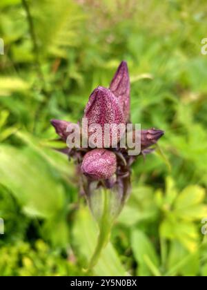 Hungarian Gentian (Gentiana pannonica) Plantae Stock Photo