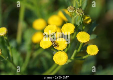 Hoverfly Globetail (Sphaerophoria) family Syrphidae on flowers of Tansy (Tanacetum vulgare). Family Asteraceae. Late summer, September, Netherlands Stock Photo