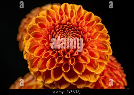 Dahlia flower in real garden; Shallow depth of field. Colorful chrysanthemum flower macro shot. Summer and spring multi-color floral background Stock Photo