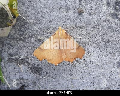 Maple Spanworm Moth (Ennomos magnaria) Insecta Stock Photo