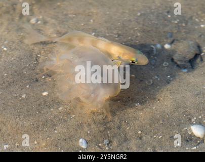 Juvenile Banded Drum (Larimus fasciatus) following small atlantic net jellyfish in shallow water, Galveston Bay, Texas, USA Stock Photo