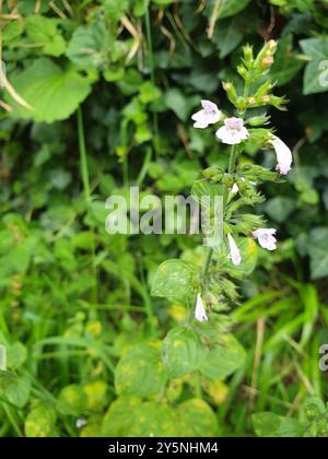 Lesser Calamint (Clinopodium nepeta) Plantae Stock Photo